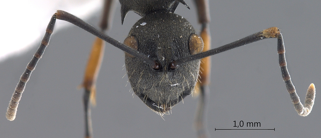 Foto Polyrhachis inermis Smith,1858 frontal