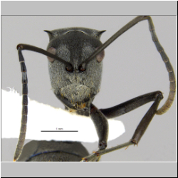 Polyrhachis inermis Smith,1858 frontal