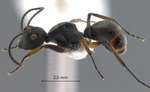 Polyrhachis inermis Smith,1858 lateral