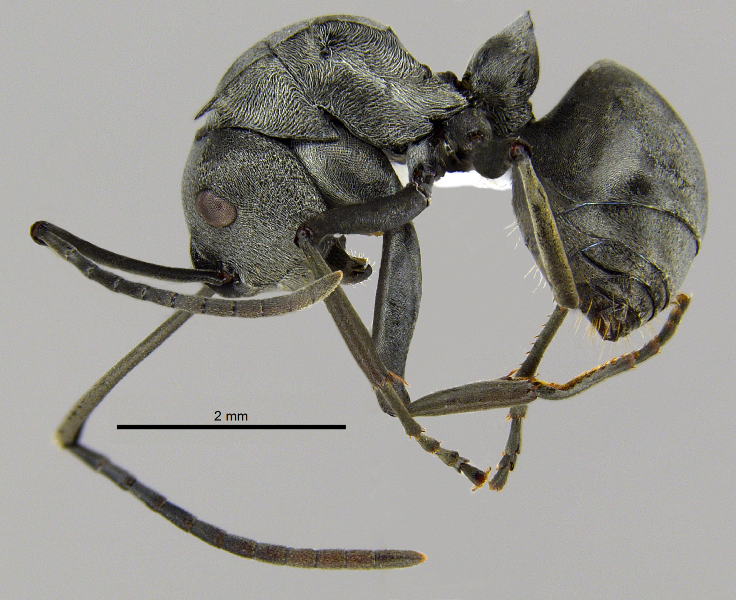 Foto Polyrhachis inermis Smith,1858 lateral