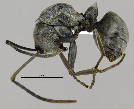 Polyrhachis inermis Smith,1858 lateral