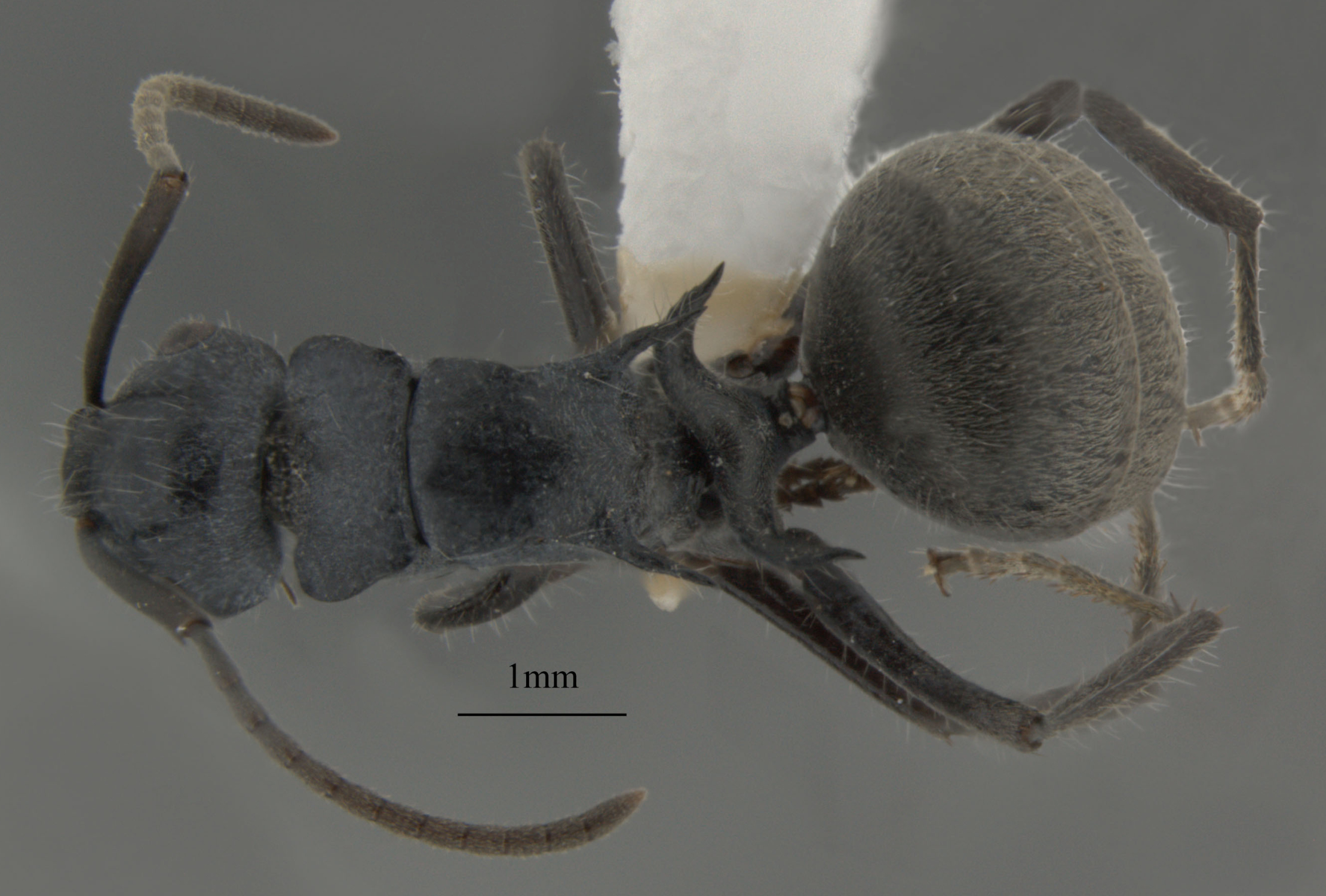 Foto Polyrhachis kohouti B.D.Hoffmann, 2015 dorsal