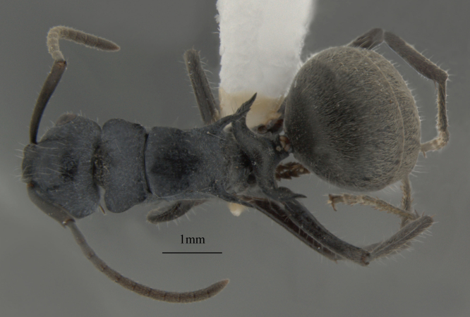 Polyrhachis kohouti B.D.Hoffmann, 2015 dorsal