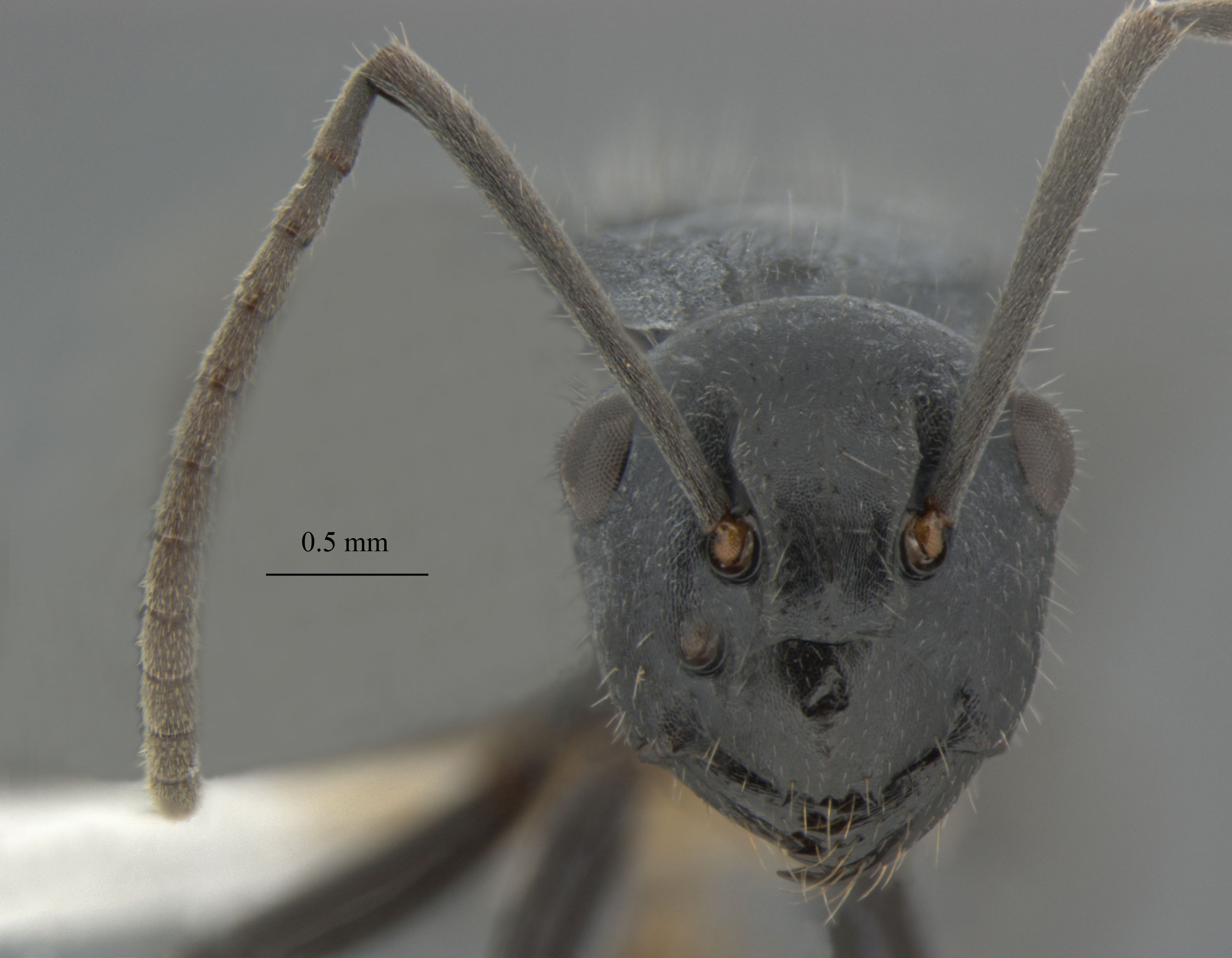 Foto Polyrhachis kohouti B.D.Hoffmann, 2015 frontal