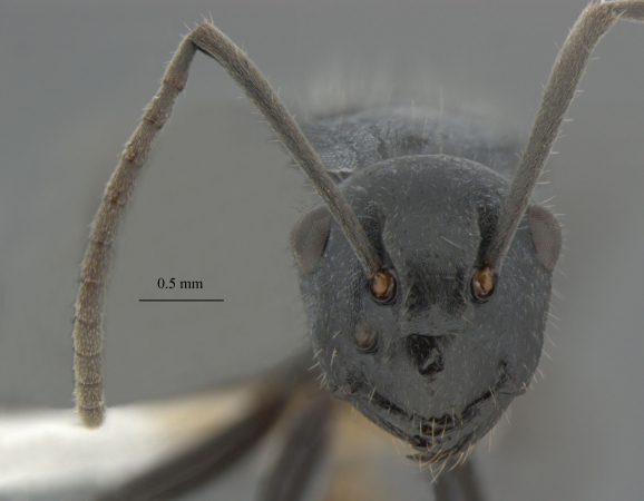 Polyrhachis kohouti B.D.Hoffmann, 2015 frontal