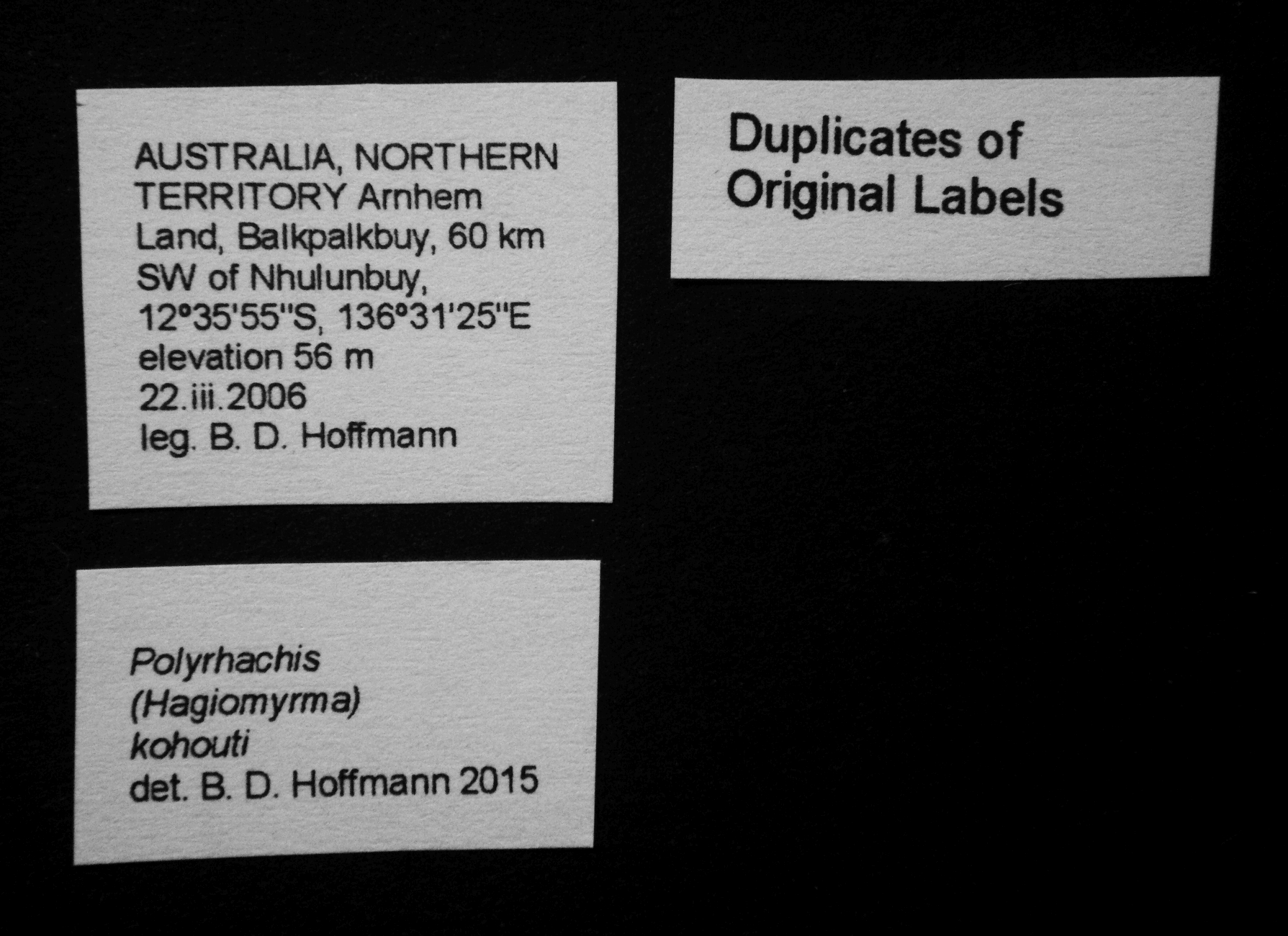 Foto Polyrhachis kohouti B.D.Hoffmann, 2015 Label