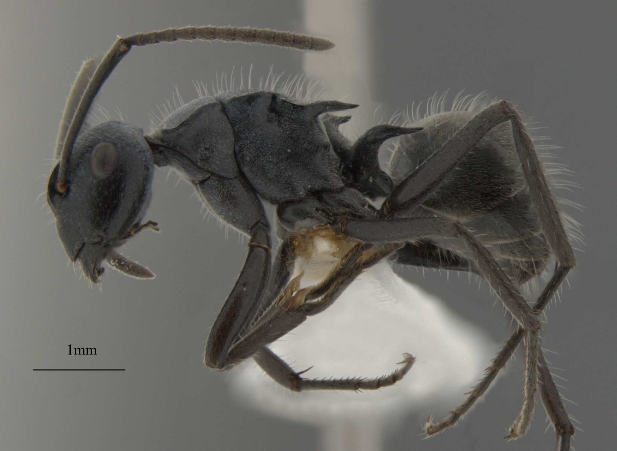 Foto Polyrhachis kohouti B.D.Hoffmann, 2015 lateral