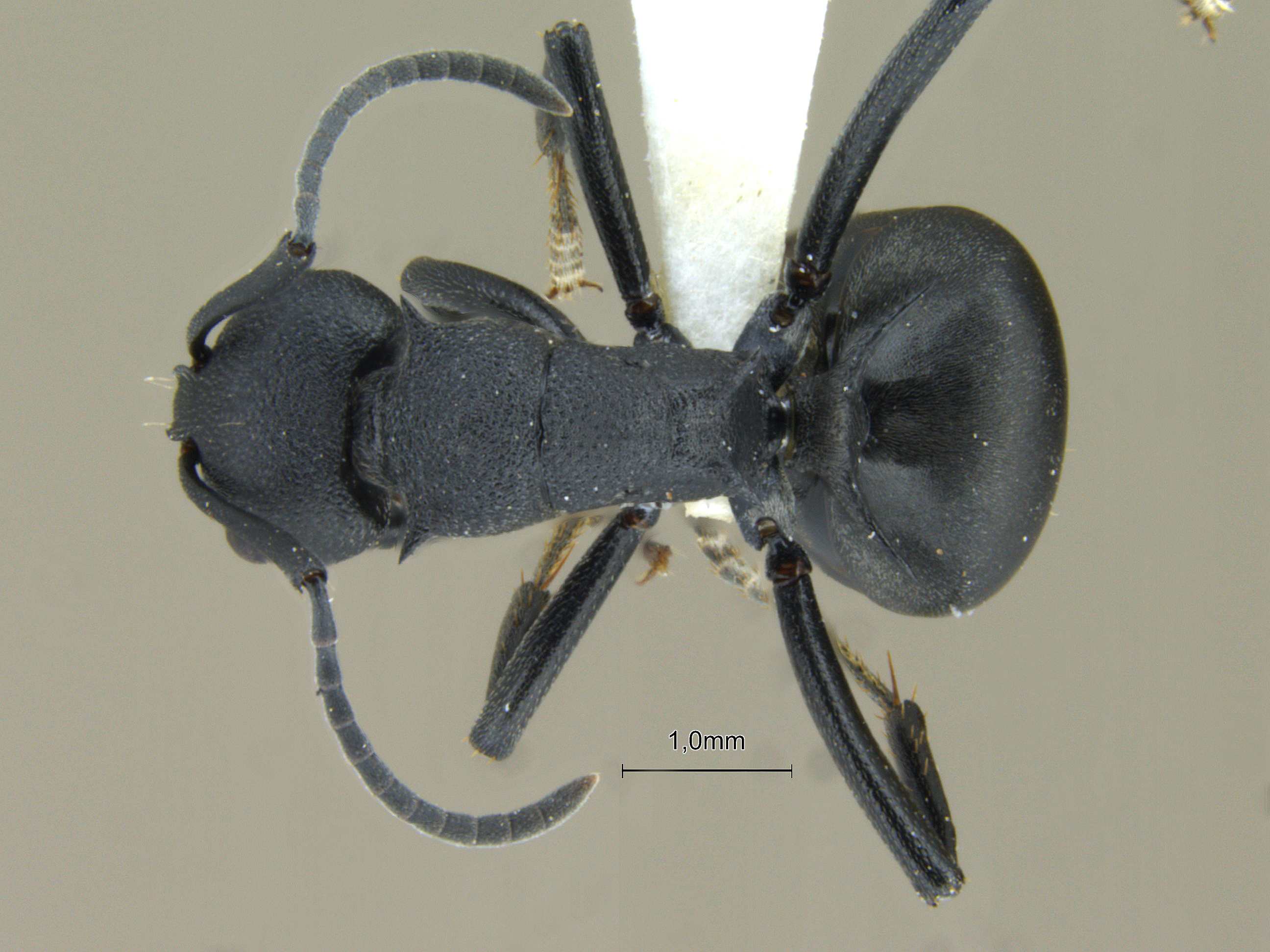 Foto Polyrhachis lacteipennis Smith, 1858 dorsal