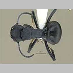 Polyrhachis lacteipennis Smith, 1858 dorsal