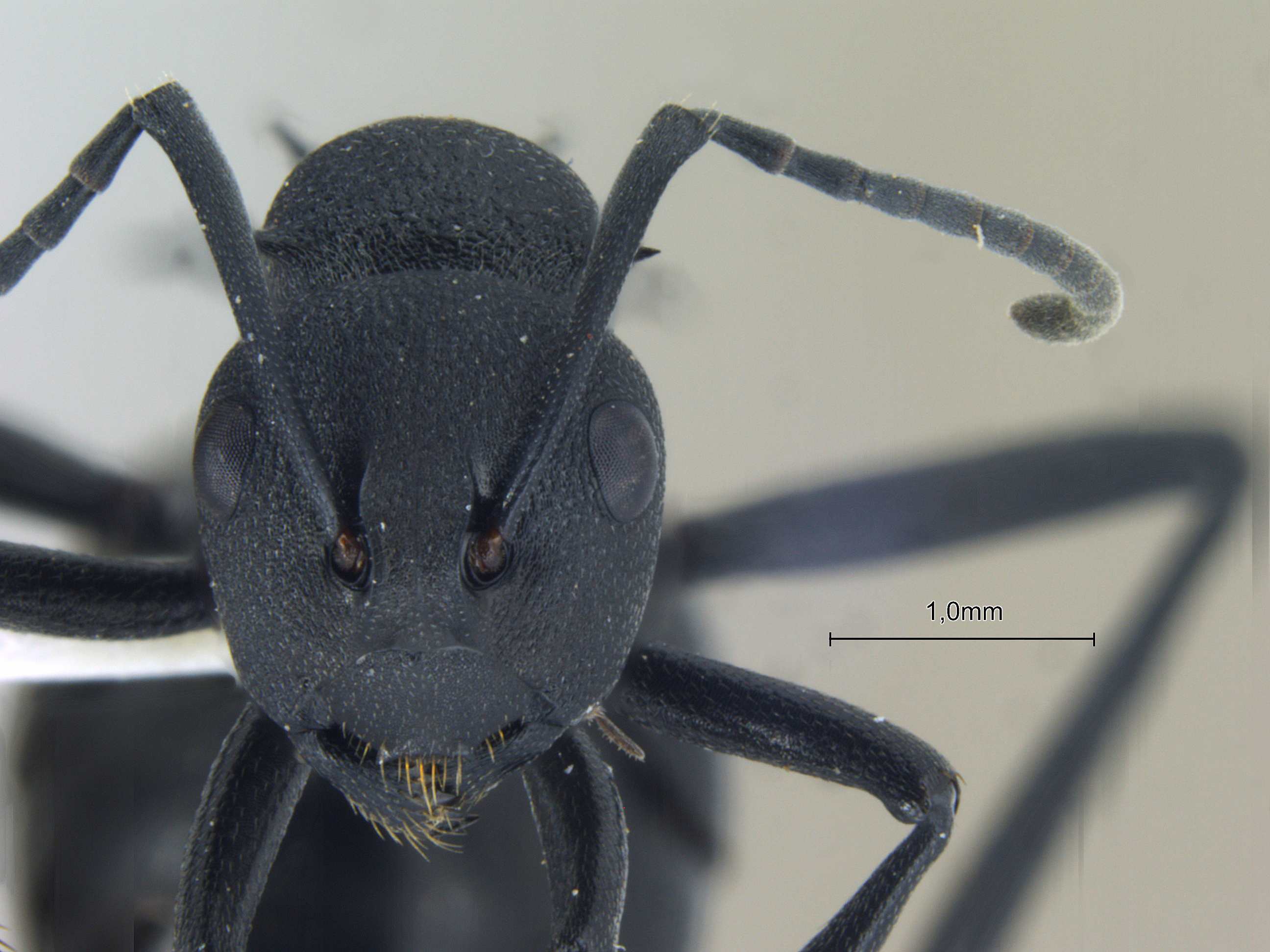 Foto Polyrhachis lacteipennis Smith, 1858 frontal