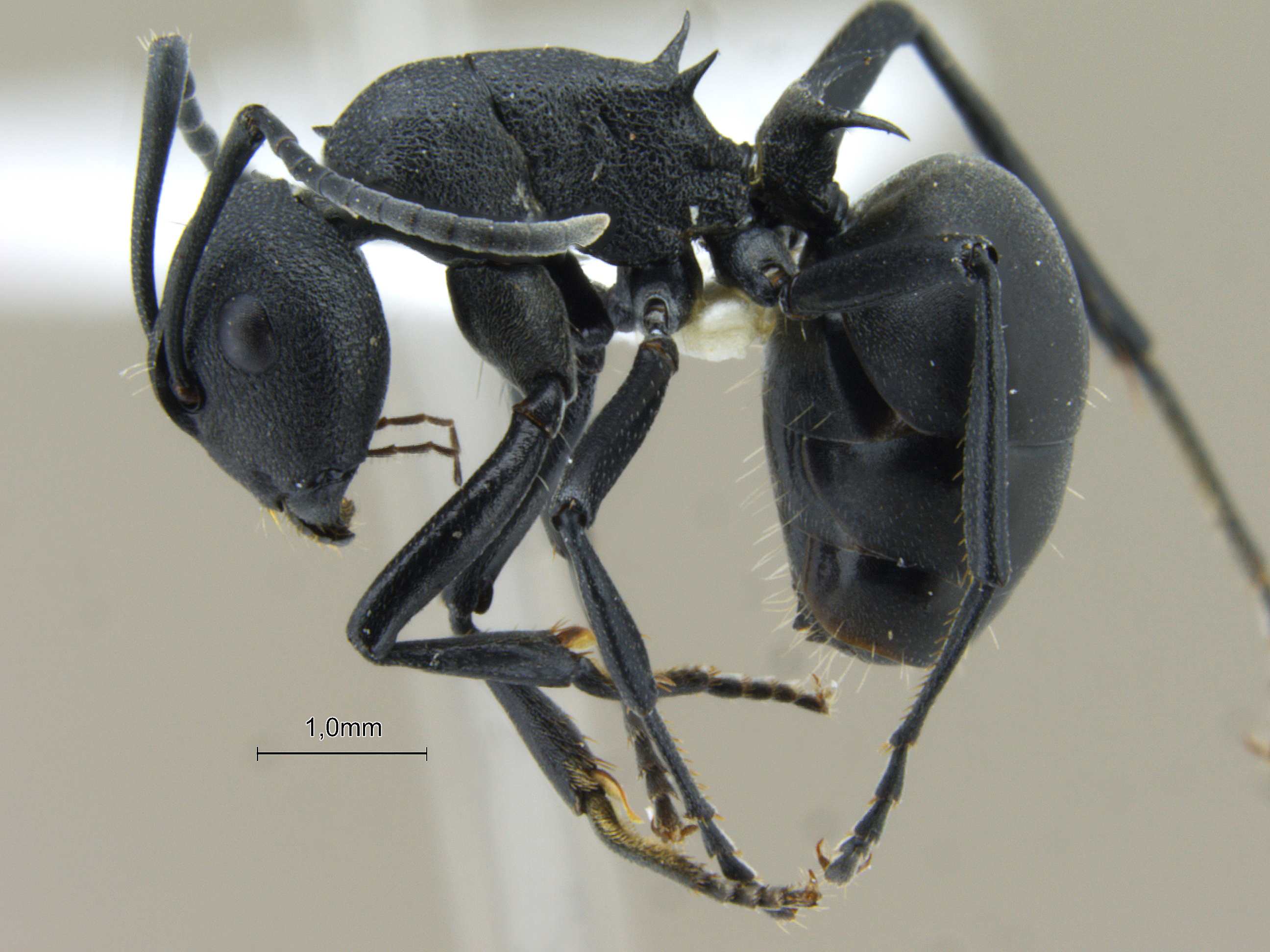 Foto Polyrhachis lacteipennis Smith, 1858 lateral
