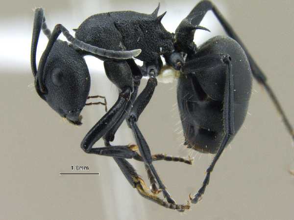 Polyrhachis lacteipennis Smith, 1858 lateral