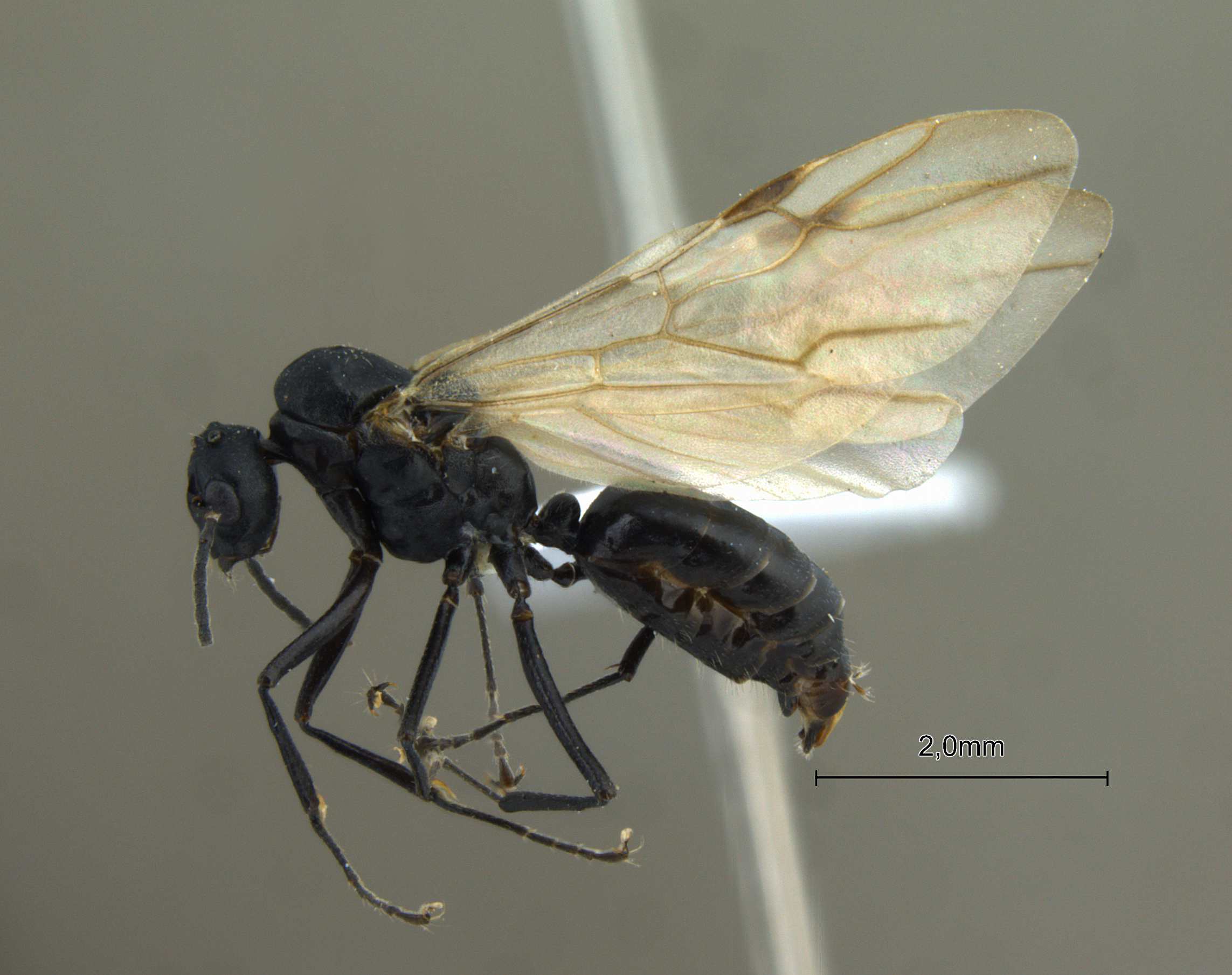 Foto Polyrhachis lacteipennis Smith, 1858 lateral