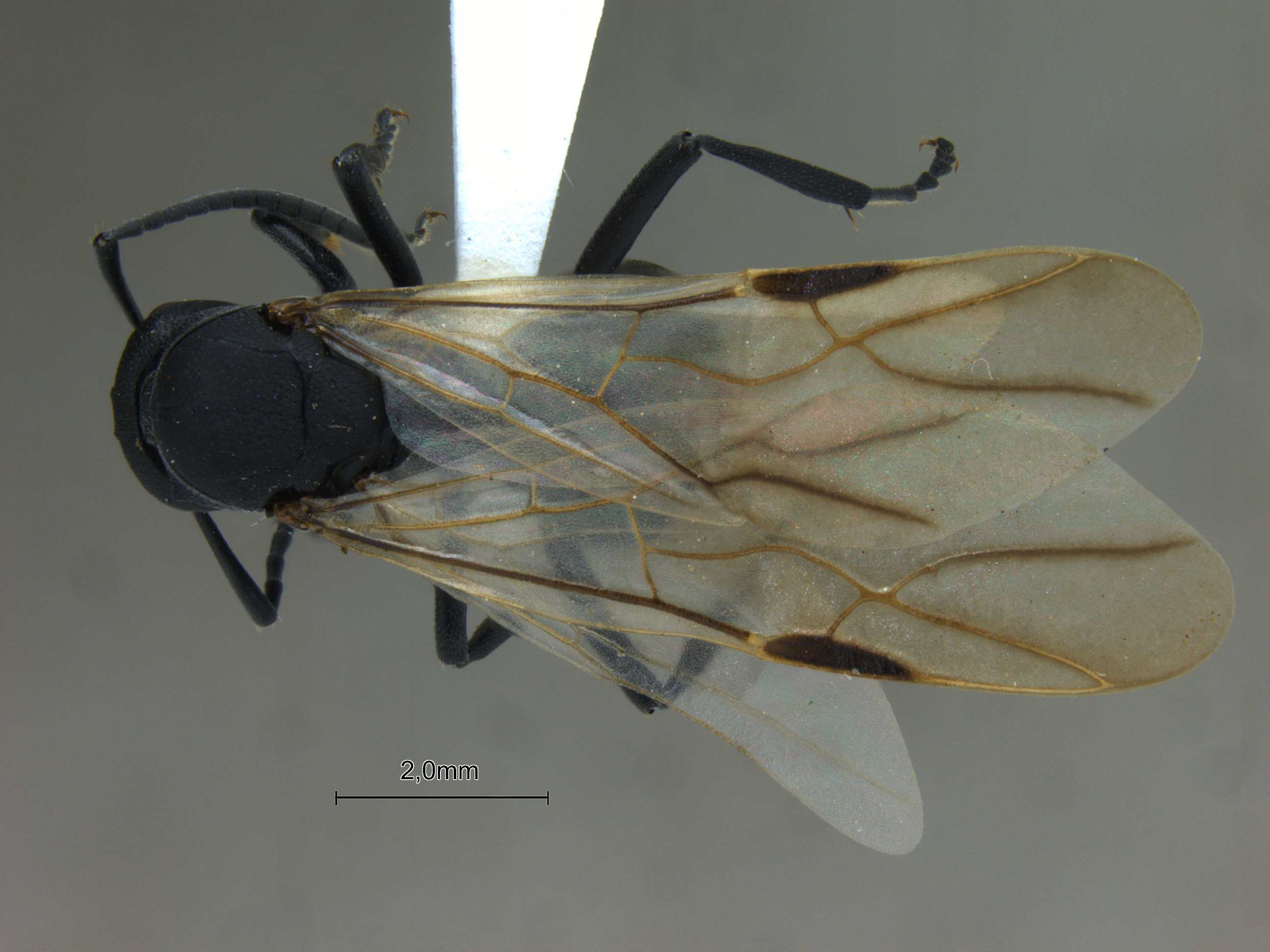 Foto Polyrhachis lacteipennis Smith, 1858 dorsal