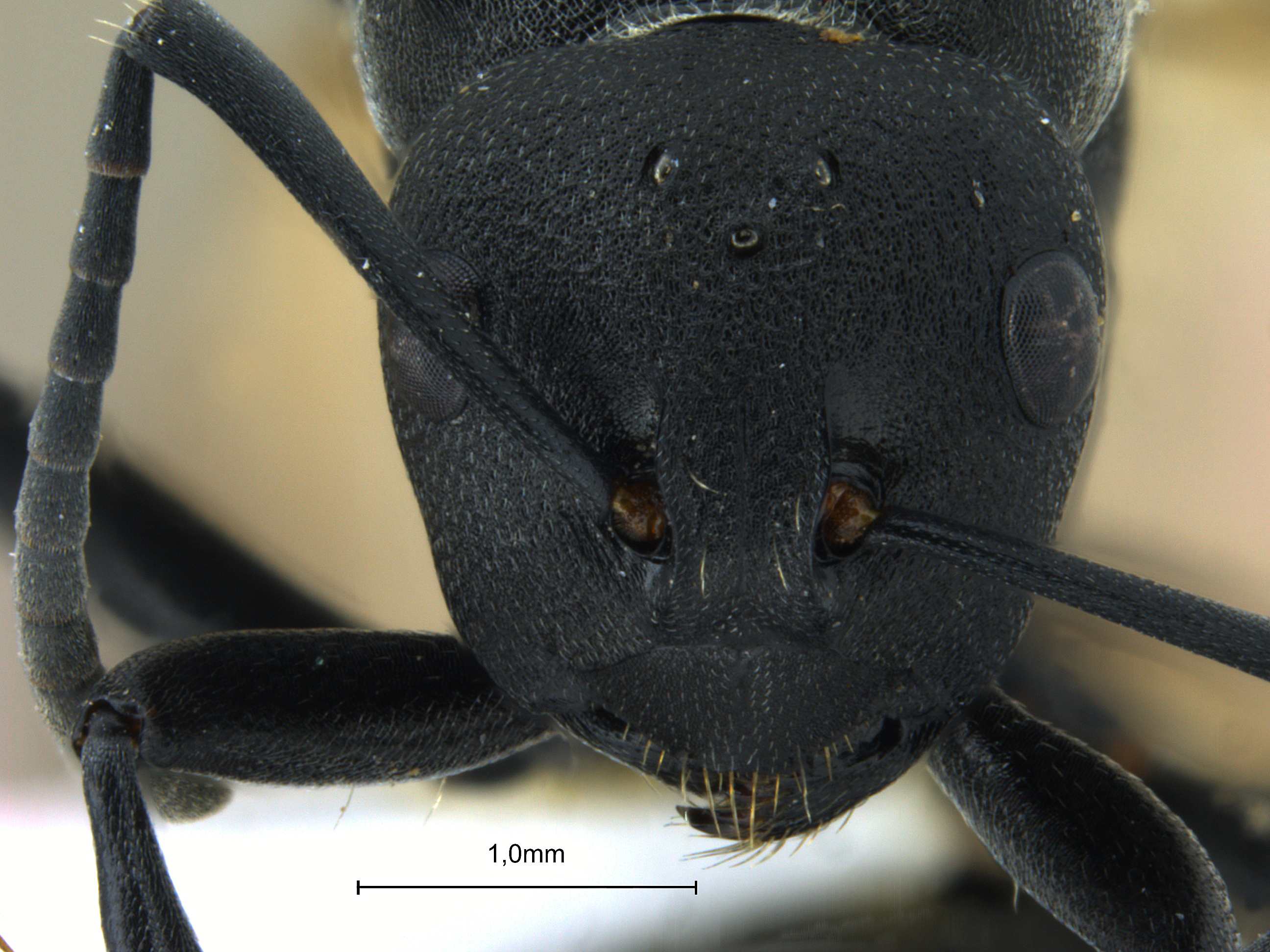 Foto Polyrhachis lacteipennis Smith, 1858 frontal