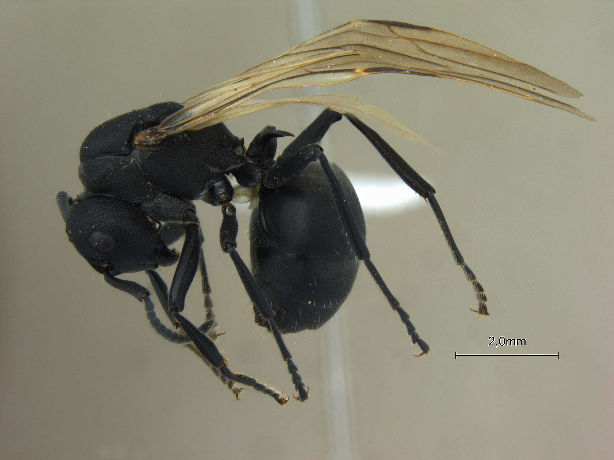 Foto Polyrhachis lacteipennis Smith, 1858 lateral