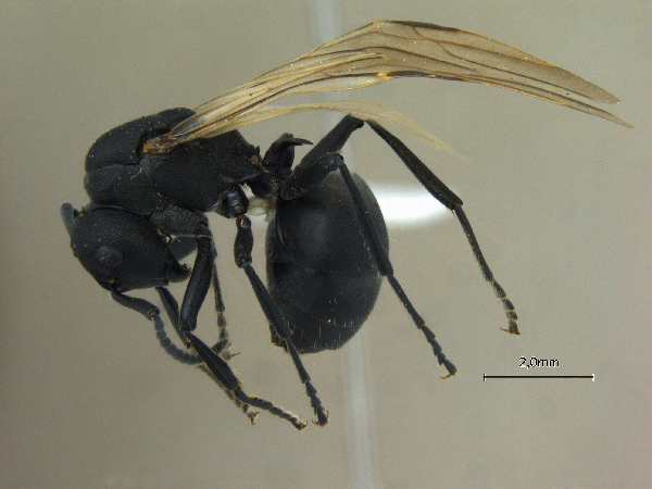 Polyrhachis lacteipennis Smith, 1858 lateral