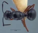 Polyrhachis laevissima Smith, 1858 dorsal