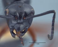 Polyrhachis laevissima Smith, 1858 frontal