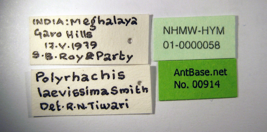 Foto Polyrhachis laevissima Smith, 1858 Label