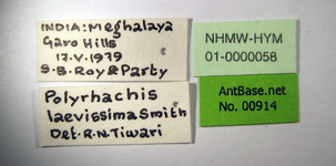 Polyrhachis laevissima Smith, 1858 Label