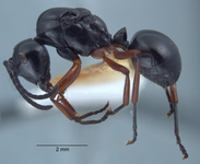 Polyrhachis laevissima Smith, 1858 lateral