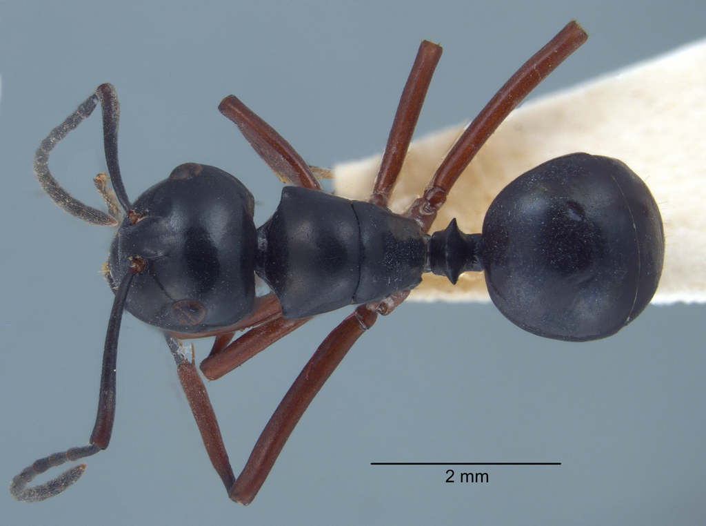 Foto Polyrhachis laevissima Smith, 1858 dorsal