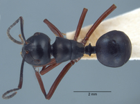 Polyrhachis laevissima Smith, 1858 dorsal