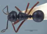 Polyrhachis laevissima Smith, 1858 dorsal