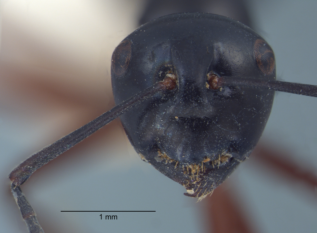 Foto Polyrhachis laevissima Smith, 1858 frontal