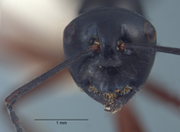 Polyrhachis laevissima Smith, 1858 frontal