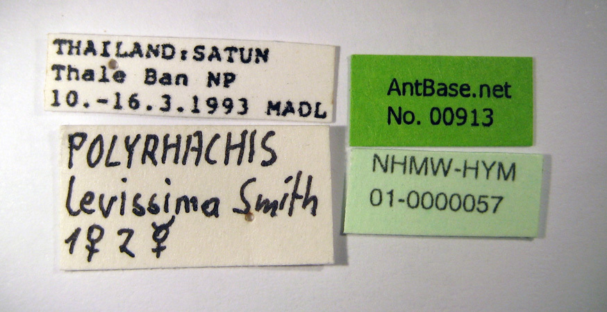 Foto Polyrhachis laevissima Smith, 1858 Label
