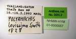 Polyrhachis laevissima Smith, 1858 Label