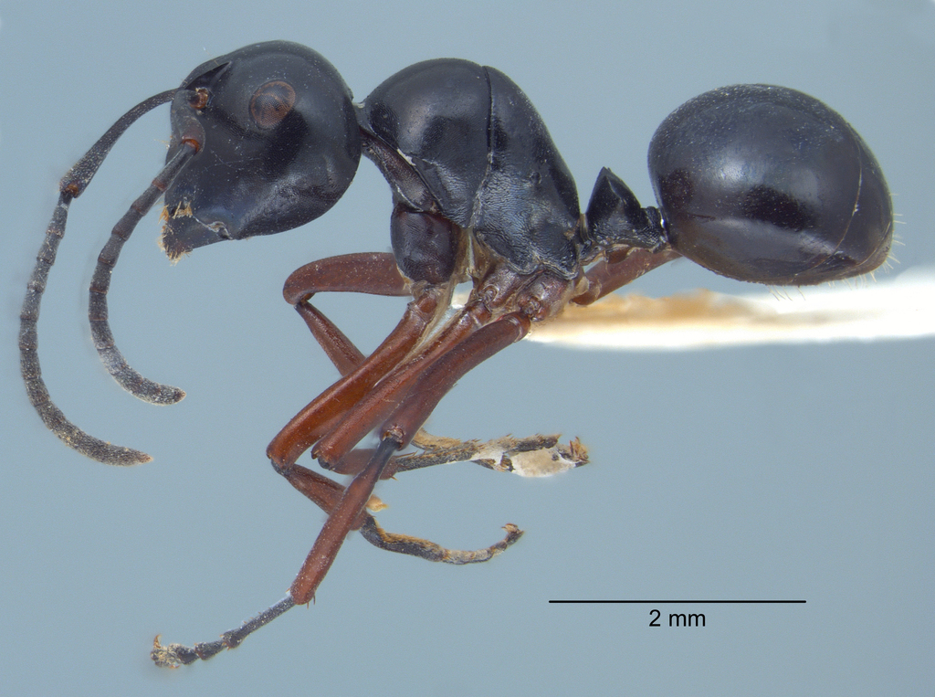 Foto Polyrhachis laevissima Smith, 1858 lateral