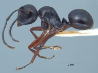 Polyrhachis laevissima Smith, 1858 lateral