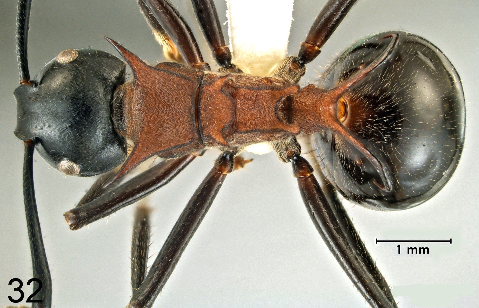 Foto Polyrhachis lamellidens Fr. Smith, 1875 dorsal