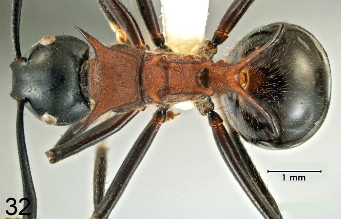 Polyrhachis lamellidens Fr. Smith, 1875 dorsal