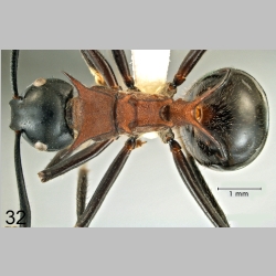 Polyrhachis lamellidens Fr. Smith, 1875 dorsal