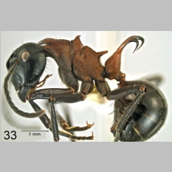 Polyrhachis lamellidens Fr. Smith, 1875 lateral