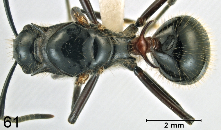 Polyrhachis lamellidens Fr. Smith, 1875 dorsal