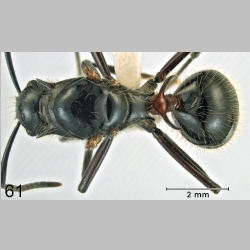 Polyrhachis lamellidens Fr. Smith, 1875 dorsal