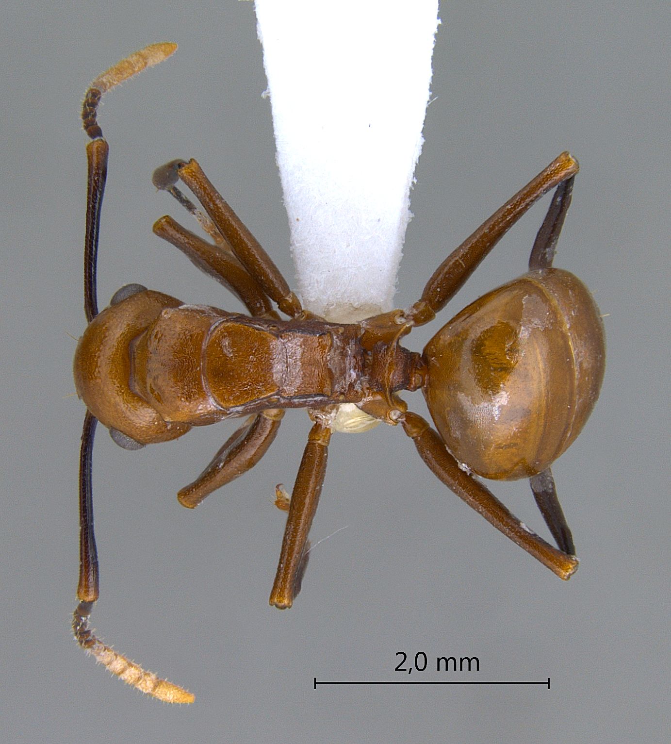 Foto Polyrhachis lilianae Forel, 1911 dorsal