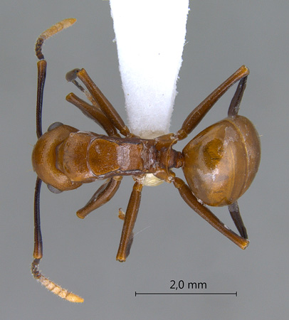 Polyrhachis lilianae Forel, 1911 dorsal