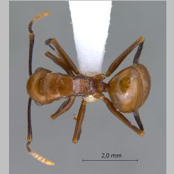 Polyrhachis lilianae Forel, 1911 dorsal