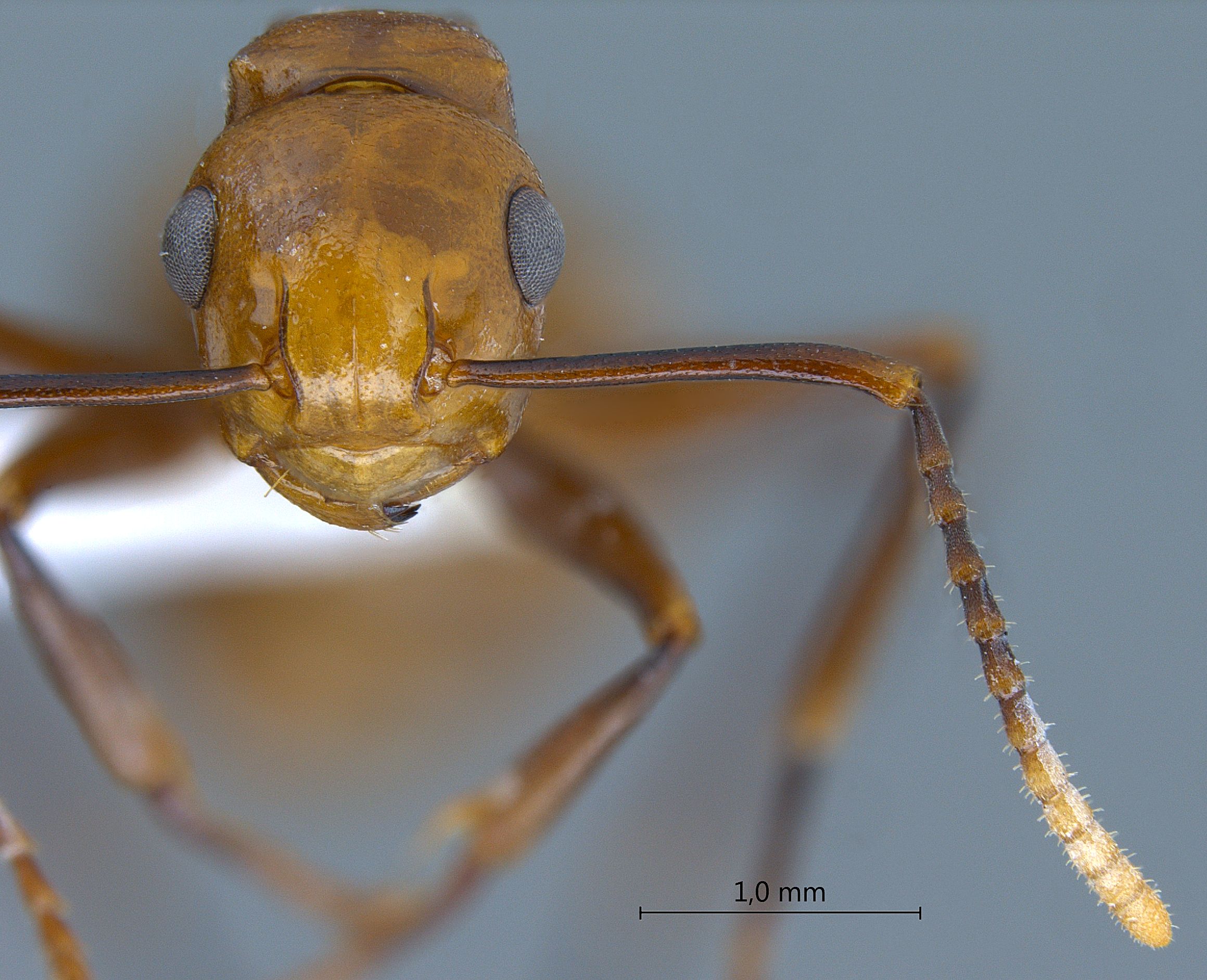 Foto Polyrhachis lilianae Forel, 1911 frontal