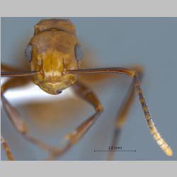 Polyrhachis lilianae Forel, 1911 frontal