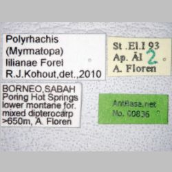 Polyrhachis lilianae Forel, 1911 Label