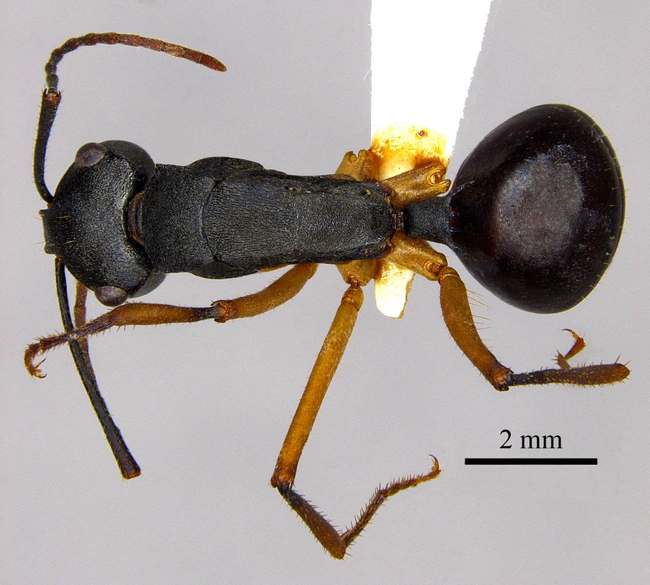 Foto Polyrhachis macropus Wheeler, 1915 dorsal