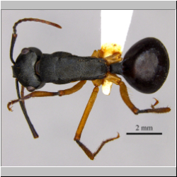 Polyrhachis macropus Wheeler, 1915 dorsal