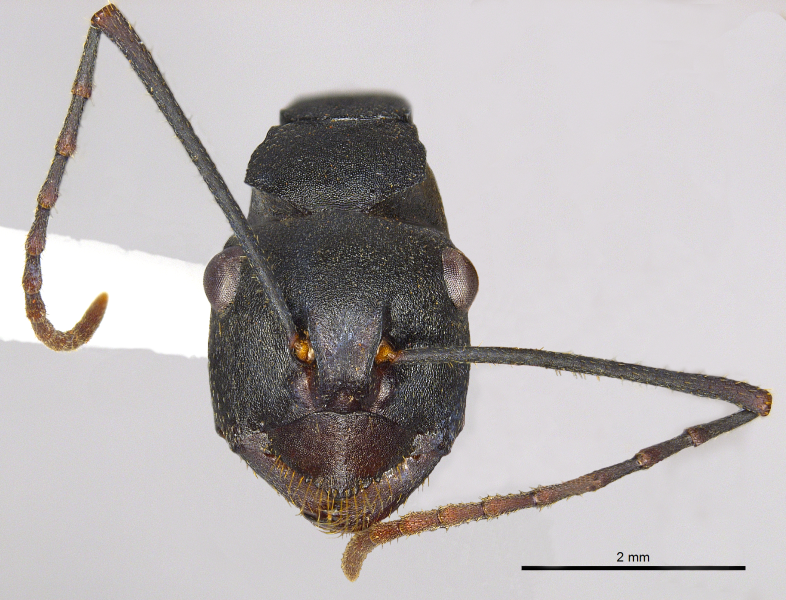 Foto Polyrhachis macropus Wheeler, 1915 frontal